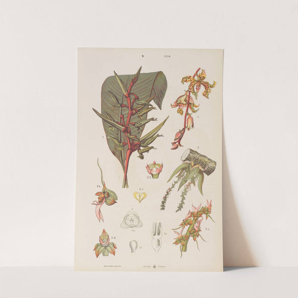 Wielki atlas do zoologii, botaniki i mineralogii Pl.099 (1887) by Gustav von Hayek