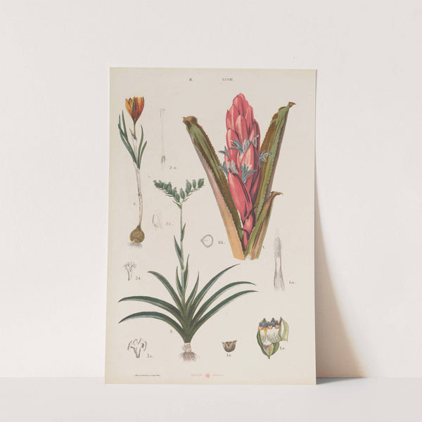 Wielki atlas do zoologii, botaniki i mineralogii Pl.100 (1887) by Gustav von Hayek