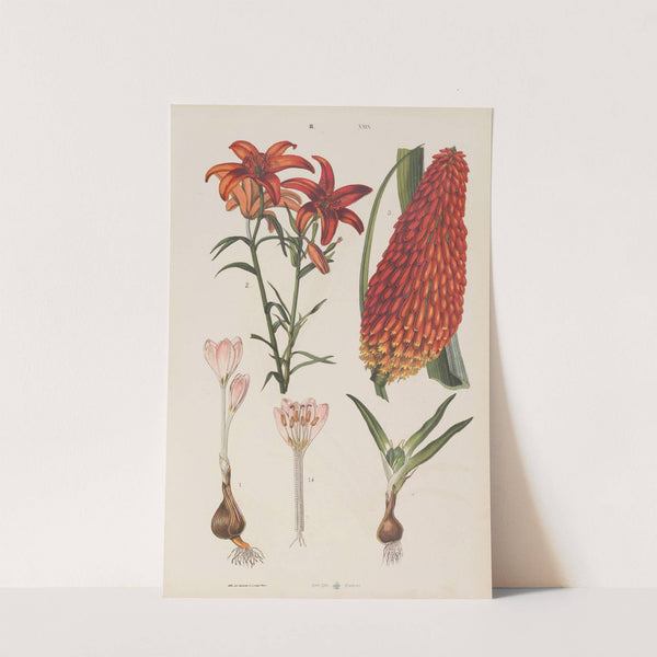 Wielki atlas do zoologii, botaniki i mineralogii Pl.101 (1887) by Gustav von Hayek