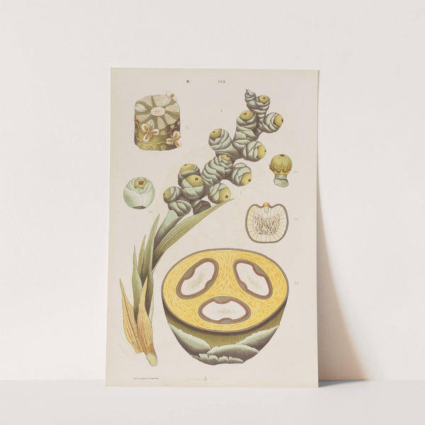 Wielki atlas do zoologii, botaniki i mineralogii Pl.102 (1887) by Gustav von Hayek