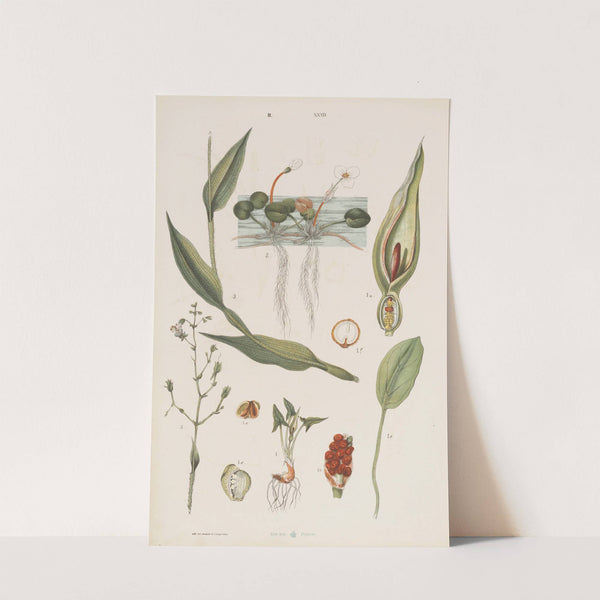 Wielki atlas do zoologii, botaniki i mineralogii Pl.104 (1887) by Gustav von Hayek