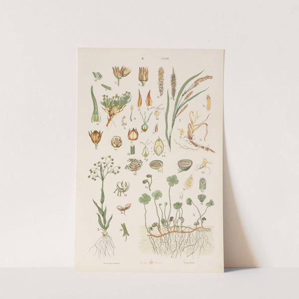 Wielki atlas do zoologii, botaniki i mineralogii Pl.105 (1887) by Gustav von Hayek