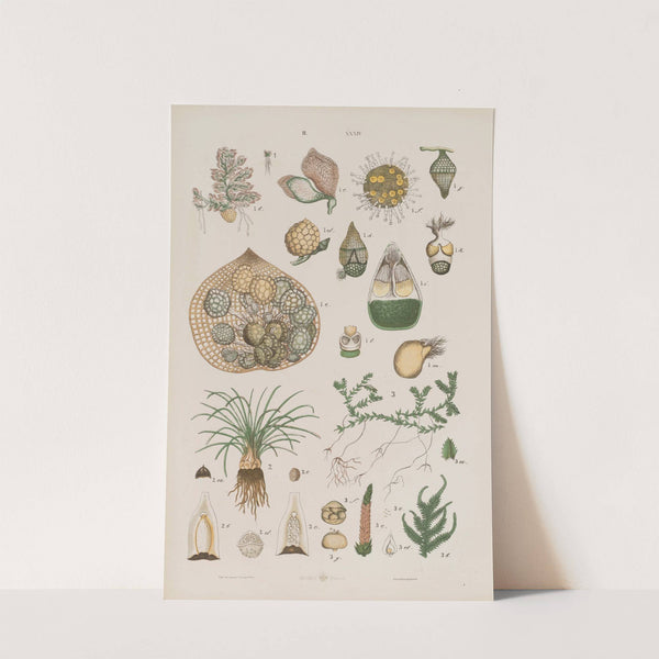 Wielki atlas do zoologii, botaniki i mineralogii Pl.106 (1887) by Gustav von Hayek