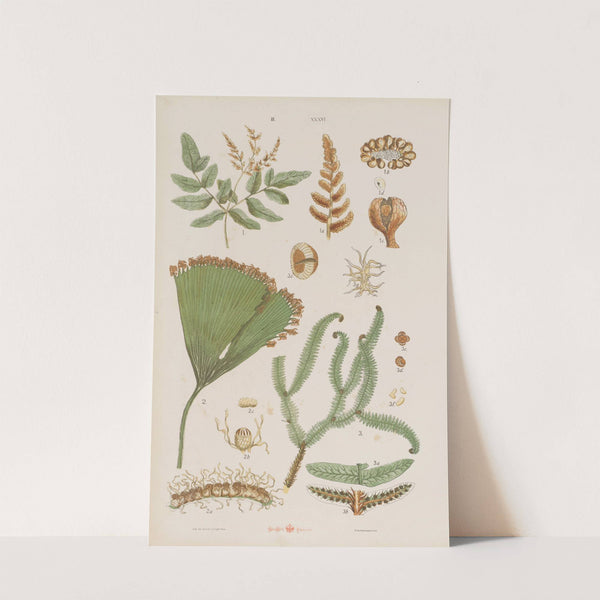 Wielki atlas do zoologii, botaniki i mineralogii Pl.108 (1887) by Gustav von Hayek