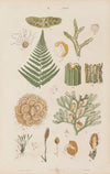 Wielki atlas do zoologii, botaniki i mineralogii Pl.109 (1887)
