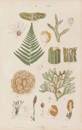 Wielki atlas do zoologii, botaniki i mineralogii Pl.109 (1887)