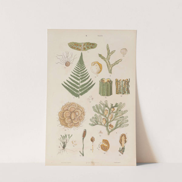 Wielki atlas do zoologii, botaniki i mineralogii Pl.109 (1887) by Gustav von Hayek