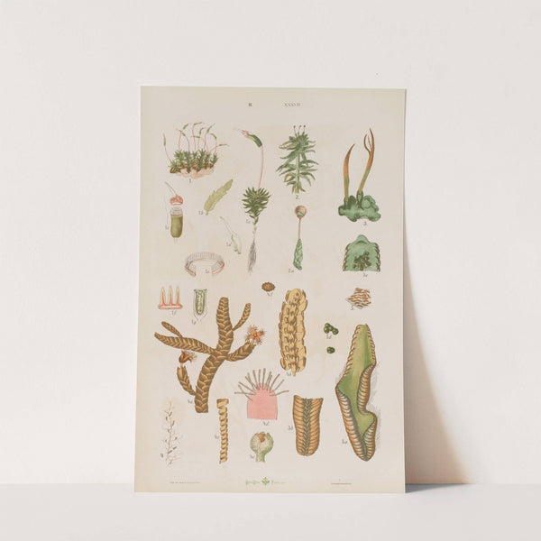 Wielki atlas do zoologii, botaniki i mineralogii Pl.110 (1887) by Gustav von Hayek