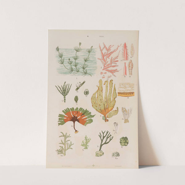 Wielki atlas do zoologii, botaniki i mineralogii Pl.111 (1887) by Gustav von Hayek