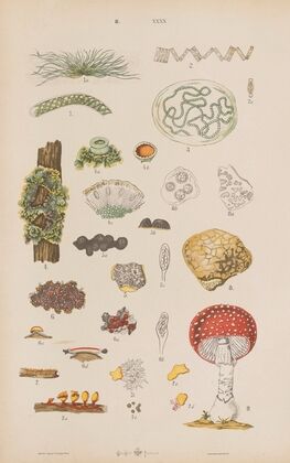 Wielki atlas do zoologii, botaniki i mineralogii Pl.112 (1887)