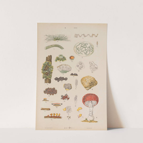 Wielki atlas do zoologii, botaniki i mineralogii Pl.112 (1887) by Gustav von Hayek