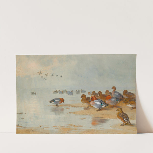 Wigeon And Teal By The Water’s Edge (1906) by Archibald Thorburn