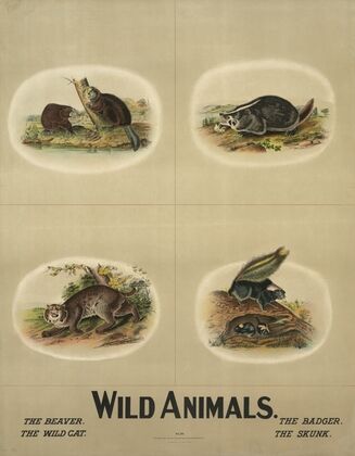 Wild animals (1903)