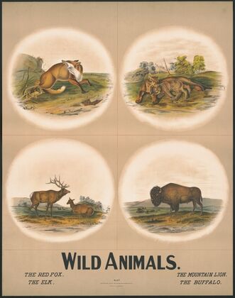 Wild animals no. 27 (1903)
