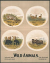 Wild animals no. 28 (1903)