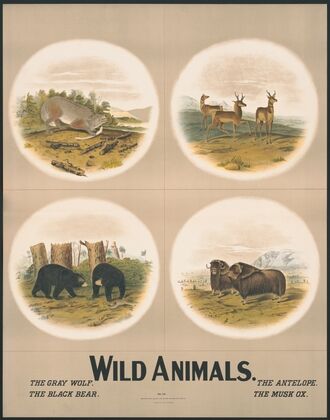 Wild animals no. 28 (1903)