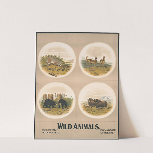 Wild animals no. 28 (1903) by Nature & Method Publ. Co.