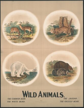 Wild animals no. 29 (1903)