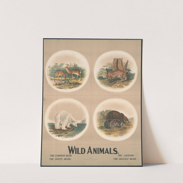 Wild animals no. 29 (1903) by Nature & Method Publ. Co.