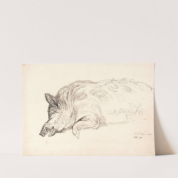 Wild Boar by James Ward