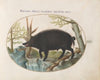 Wild Boar (1575-1590)