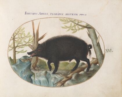 Wild Boar (1575-1590)