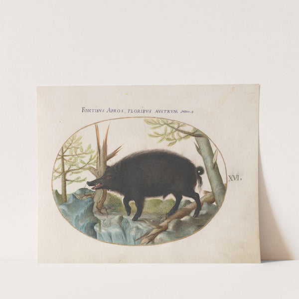 Wild Boar (1575-1590) by Joris Hoefnagel