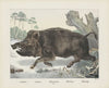 Wild boar (1829-1880)