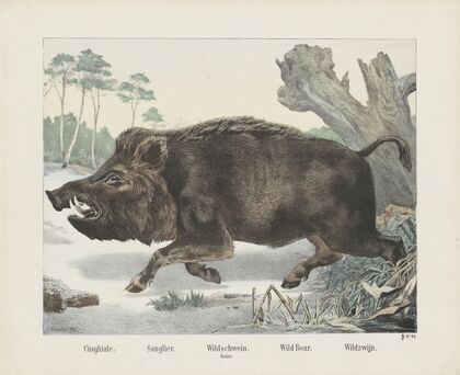 Wild boar (1829-1880)