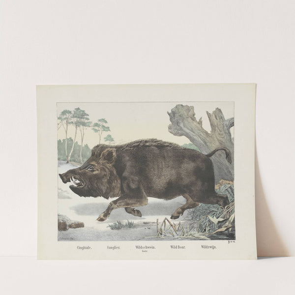 Wild boar (1829-1880) by Joseph Scholz