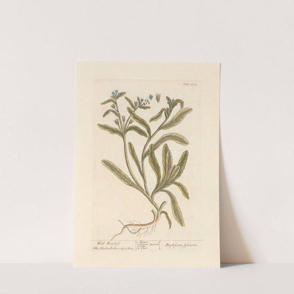 Wild bugloss by Elizabeth Blackwell