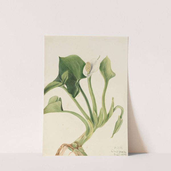 Wild Calla (Calla palustris) (1919) by Mary Vaux Walcott