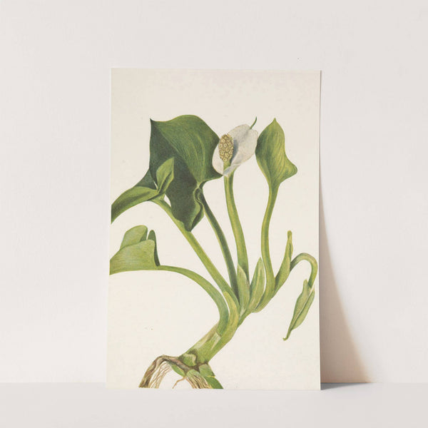 Wild Calla. Calla palustris (1925) by Mary Vaux Walcott