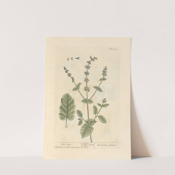 Wild clary by Elizabeth Blackwell