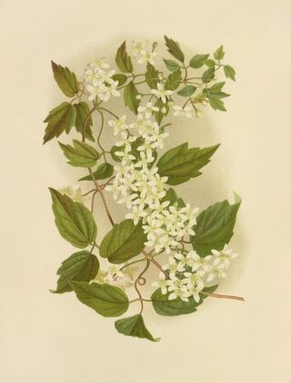 Wild Clematis (1887)