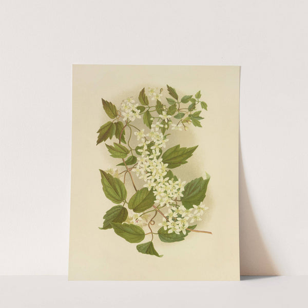 Wild Clematis (1887) by Isaac Sprague