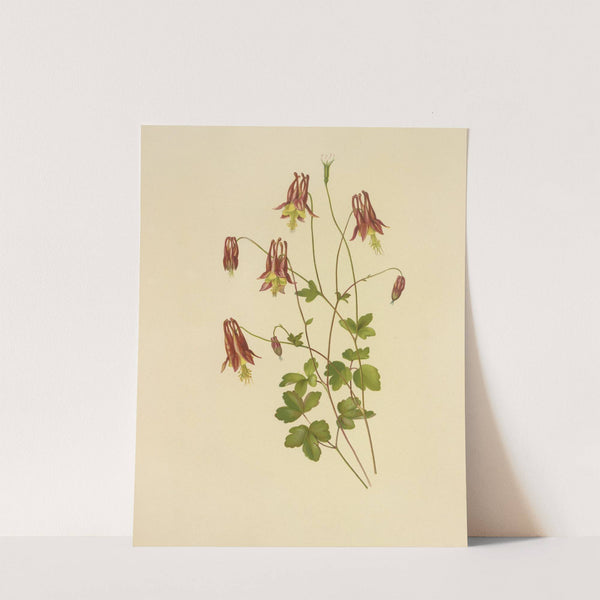 Wild Columbine (1887) by Isaac Sprague