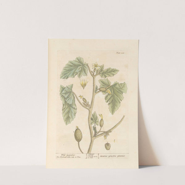 Wild cucumber by Elizabeth Blackwell