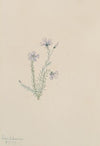 Wild Flax (Linum lewisii) (1919)