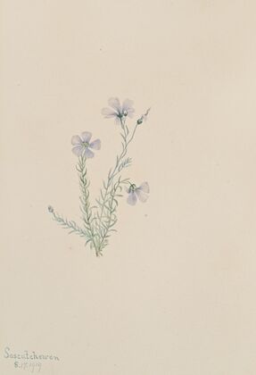 Wild Flax (Linum lewisii) (1919)