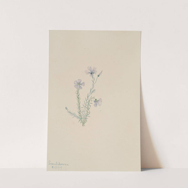 Wild Flax (Linum lewisii) (1919) by Mary Vaux Walcott