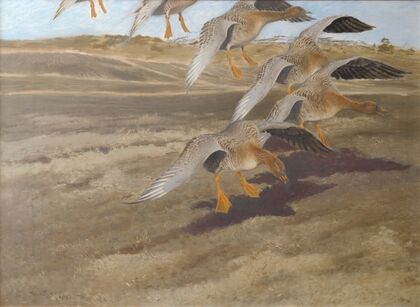 Wild Geese