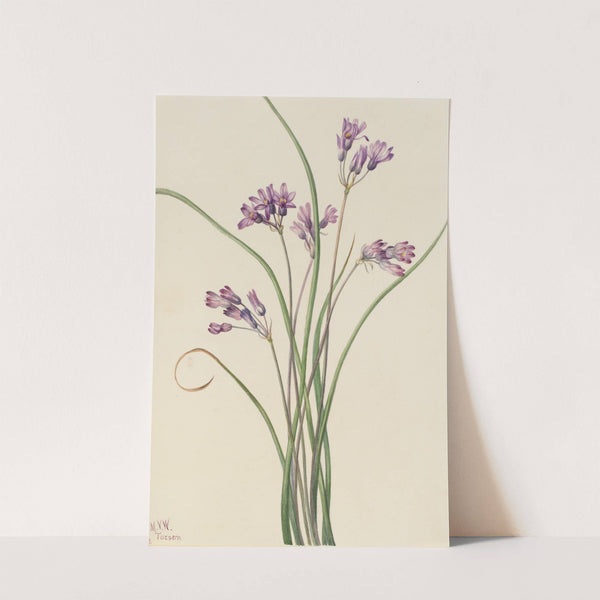 Wild Hyacinth (Brodiaea pulchella) (1927) by Mary Vaux Walcott
