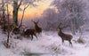 Wild im Winterwald