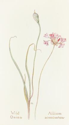 Wild Onion
