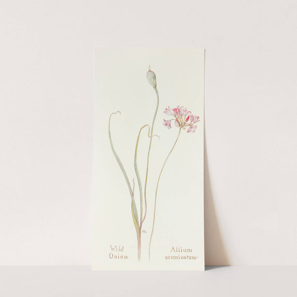 Wild Onion by Margaret Armstrong