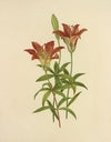 Wild Orange-Red Lily (1887)