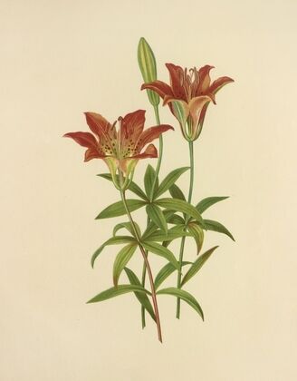 Wild Orange-Red Lily (1887)