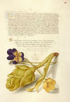 Wild Pansy and Artichoke (1561–1596)
