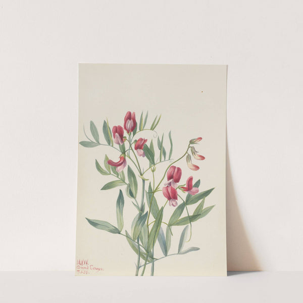 Wild Pea (Lathyrus decaphyllus) (1938) by Mary Vaux Walcott